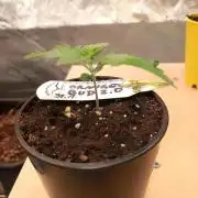 Orange Bud 2.0 Dutch Passion