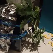 Kush Mint Super  Strains