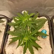 Orange Hill Special Dutch Passion