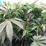 Strawberry Gorilla FastBuds Hydroponic