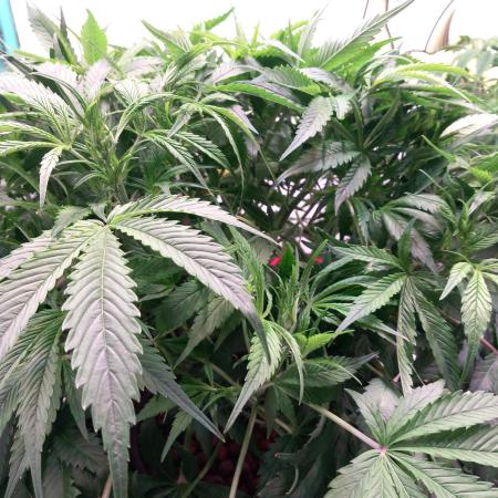 Strawberry Gorilla FastBuds Hydroponic