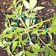 Tangerine Splash Auto Sensi Seeds