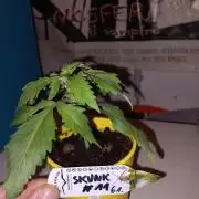Skunk#11 Dutch Passion