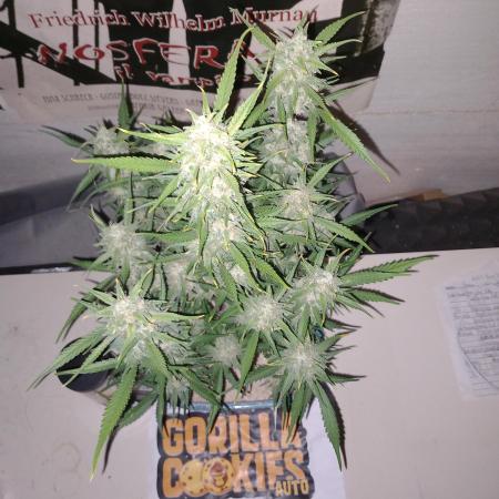 TPB Miki's Cookies Cannabonsai