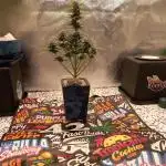 TPB Miki's Apricot Cannabonsai