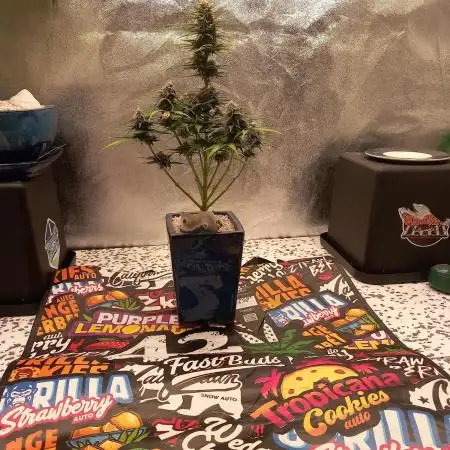 TPB Miki's Apricot Cannabonsai
