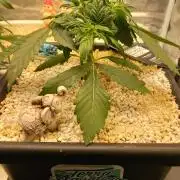 Purple Lemonade Auto in Autopot