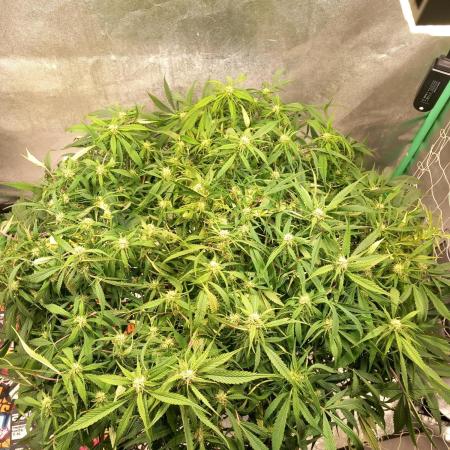 Strawberry Gorilla FastBuds Hydroponic