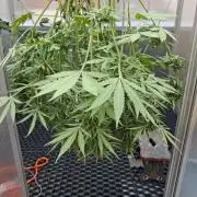 Tangerine Splash Auto Sensi Seeds