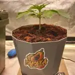 Papaya Cookies Coco Dwarf Style