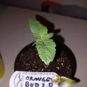 Orange Bud 2.0 Dutch Passion