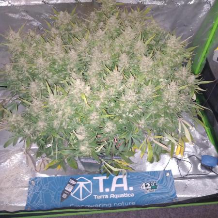 Strawberry Gorilla FastBuds Hydroponic