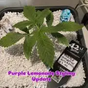 Purple Lemonade Auto in Autopot