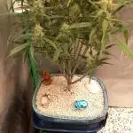 TPB Miki's Cookies Cannabonsai