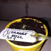 Orange Hill Special Dutch Passion