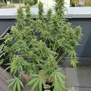 Tangerine Splash Auto Sensi Seeds