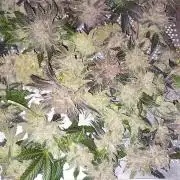 Orange Bud 2.0 Dutch Passion