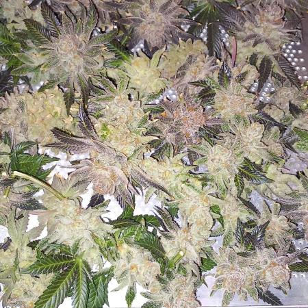 Orange Bud 2.0 Dutch Passion
