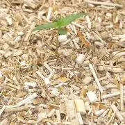 Tangerine Splash Auto Sensi Seeds