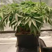 Orange Sherbet FF