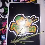 TPB Miki's Apricot Cannabonsai