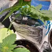 Kush Mint Super  Strains