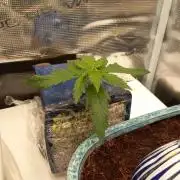 Kush Mint Super  Strains