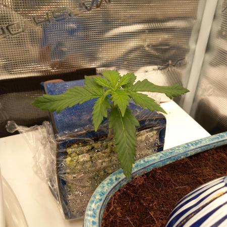 Kush Mint Super  Strains