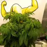 Papaya Cookies Coco Dwarf Style