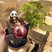 Kush Mint Super  Strains