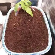 Cannabonsai Tropicana Cookies FastBuds