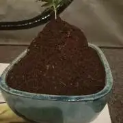 Cannabonsai Tropicana Cookies FastBuds