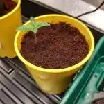 Cannabonsai Gorilla Zkittlez FastBuds