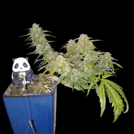 Kush Mint Super  Strains