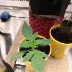 Cannabonsai Gorilla Zkittlez FastBuds