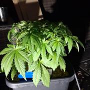 Tangerine Splash Auto Sensi Seeds