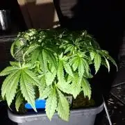 Tangerine Splash Auto Sensi Seeds