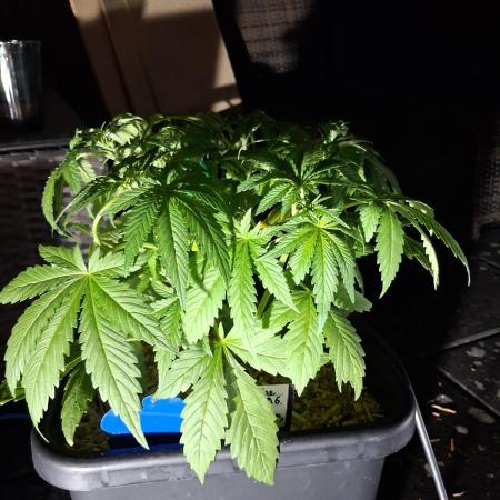 Tangerine Splash Auto Sensi Seeds