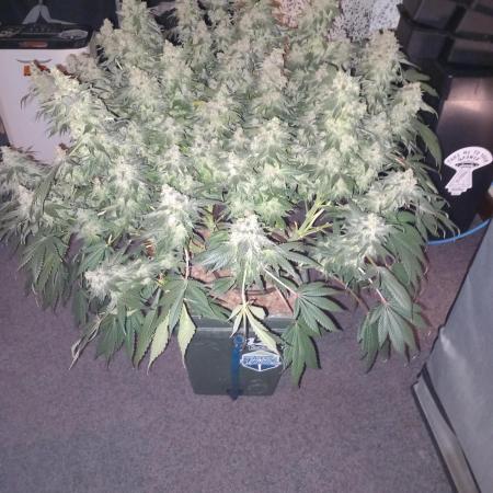 Fast Version A Dutch Passion