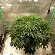 Strawberry Gorilla FastBuds Hydroponic