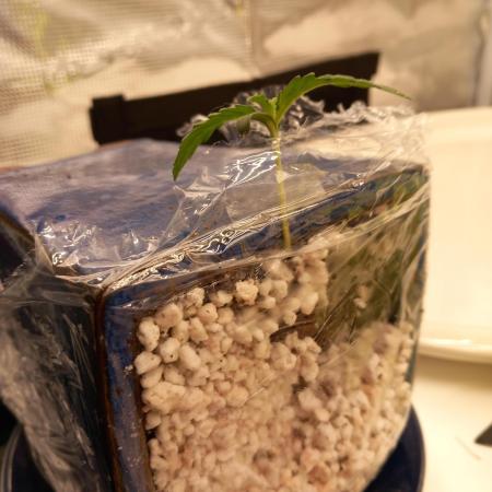 Kush Mint Super  Strains