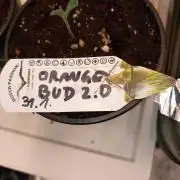 Orange Bud 2.0 Dutch Passion
