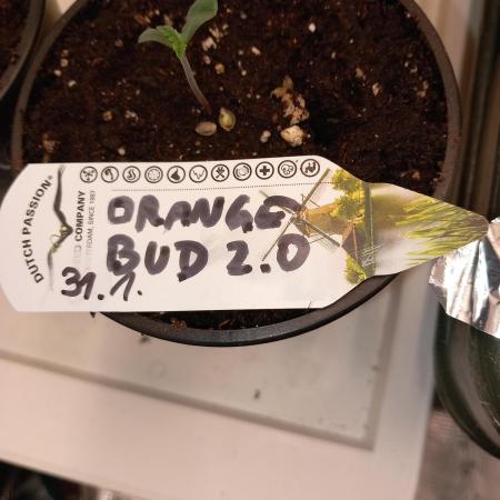 Orange Bud 2.0 Dutch Passion
