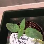 Orange Hill Special Dutch Passion