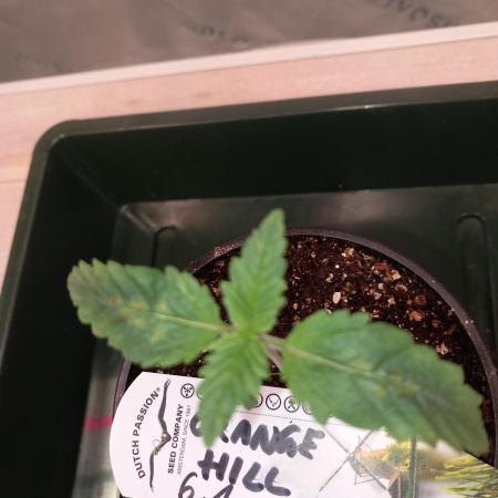 Orange Hill Special Dutch Passion