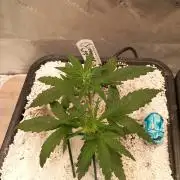 Orange Hill Special Dutch Passion