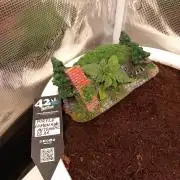 Cannabonsai Purple Lemonade Auto