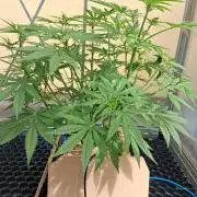 Tangerine Splash Auto Sensi Seeds