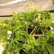 Blue Applez Dutch Passion