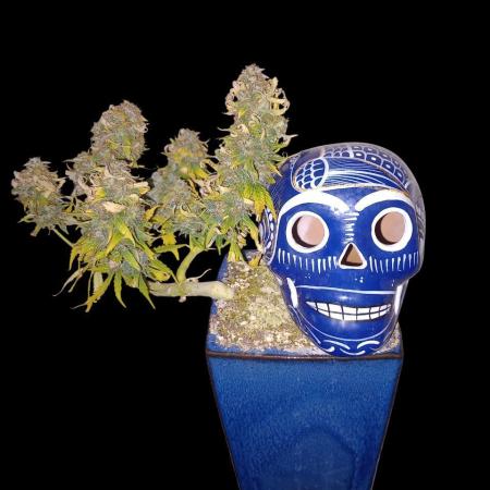 Kush Mint Super  Strains